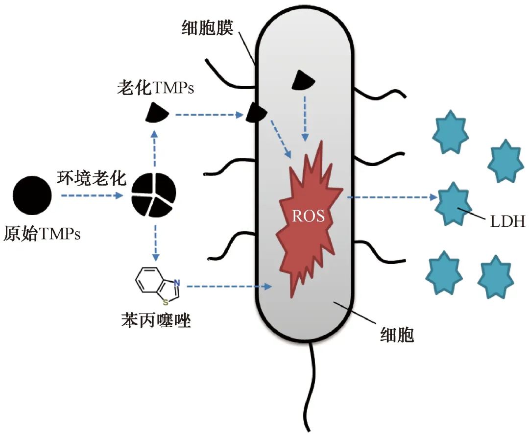 老化轮胎微塑料对剩余污泥厌氧发酵产酸的影响