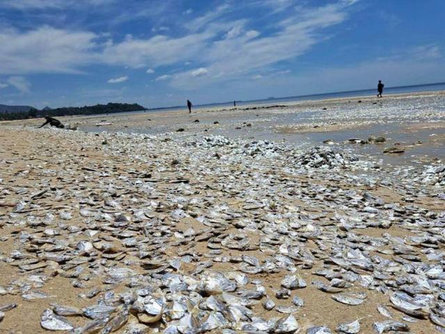 这两地惊现大量死鱼 或与海洋异常升温有关