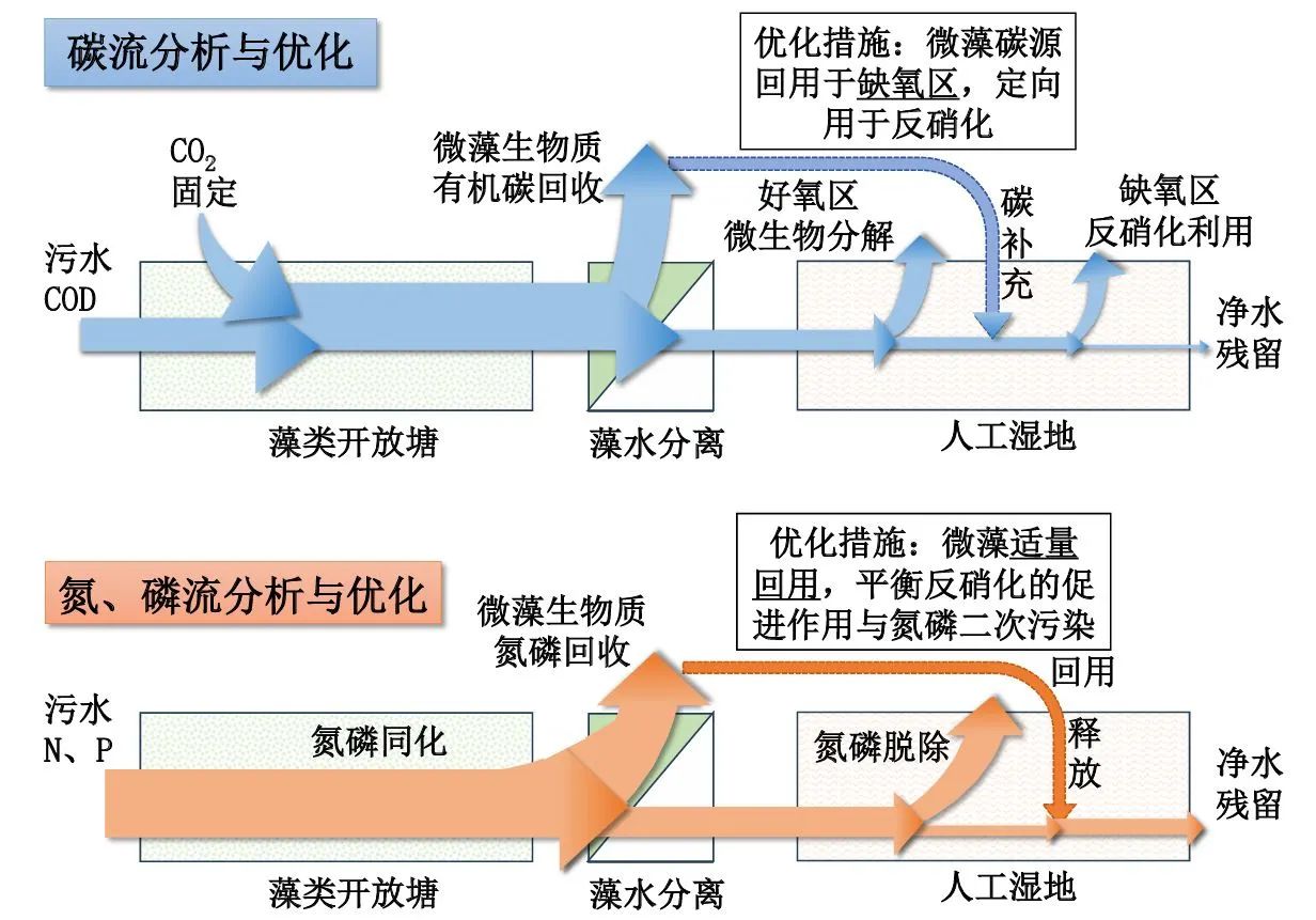 张建教授团队：微藻—人工湿地耦合系统强化污水深度净化与资源转化