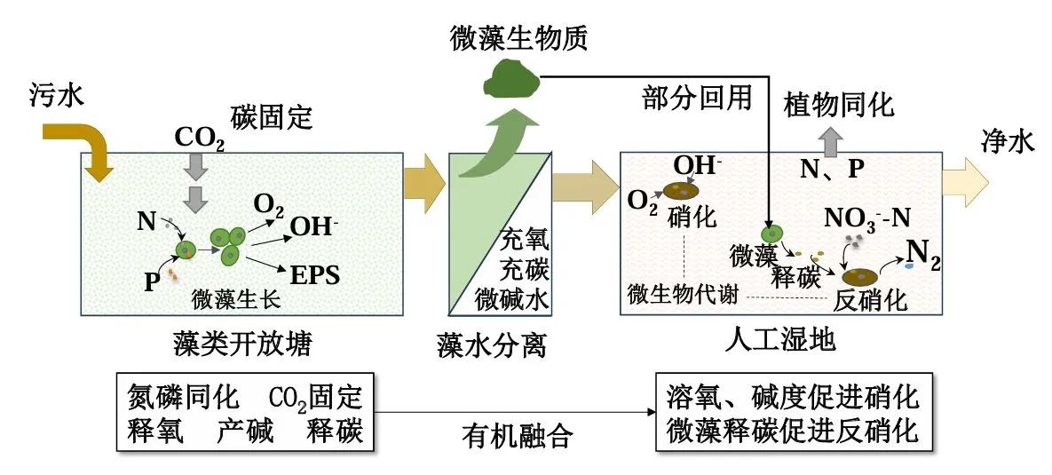 张建教授团队：微藻—人工湿地耦合系统强化污水深度净化与资源转化