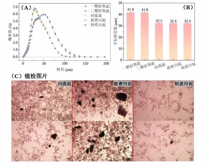 李激教授团队：污泥致密系统处理技术在污水处理厂的应用初探