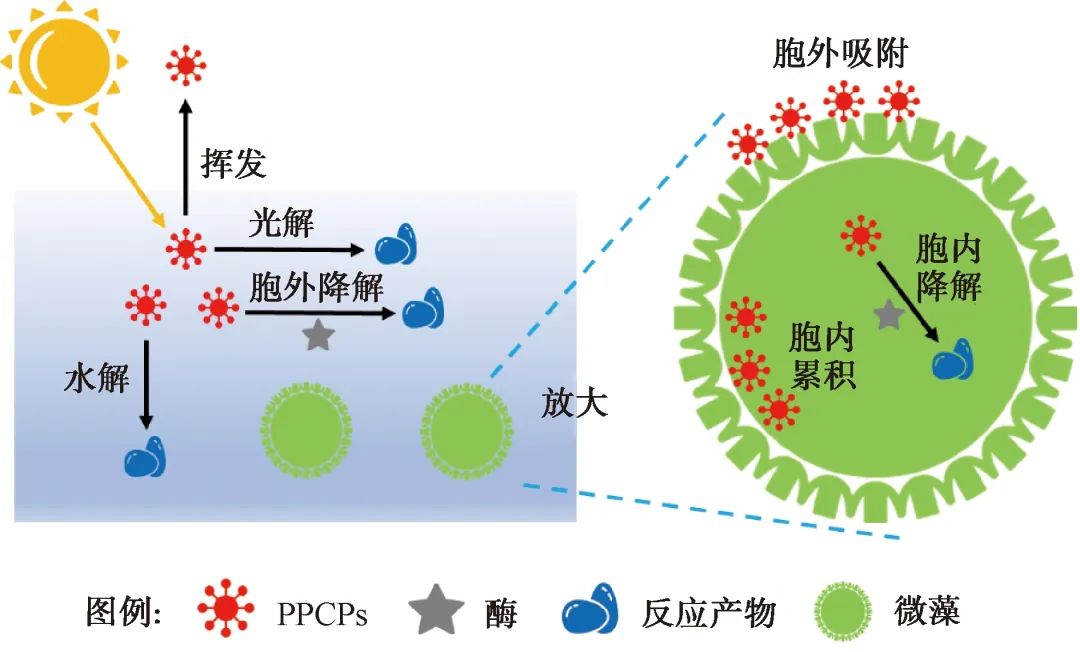 综述：农村污水PPCPs来源、赋存及处理技术