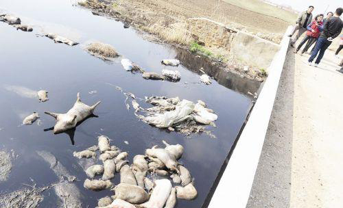 鞍山一河道现40多头死猪 尸体已腐烂