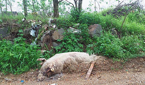 禁养区一养猪场污水直排农田