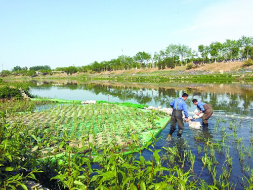 凉水河4个排污口日排4.5万吨 污水多时仍会溢流入河