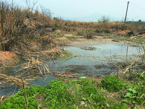 直击衢州：杜泽镇一养鸡场污水流入水渠