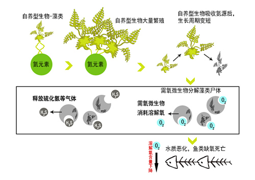 长江的鱼儿 还好么？水体富营养化治理势在必行