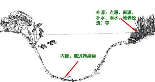 黑臭水体治理的“根本之道”——水体生态系统的重构