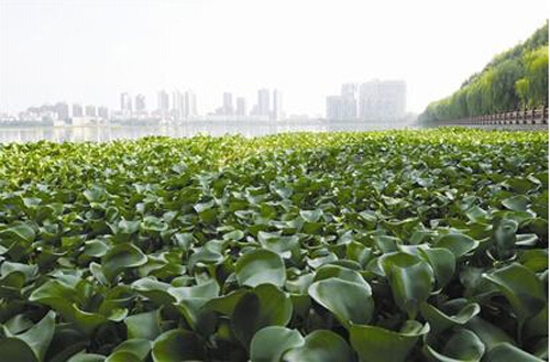 低成本治理湖泊出新法 凤眼莲让小南湖的水质改善