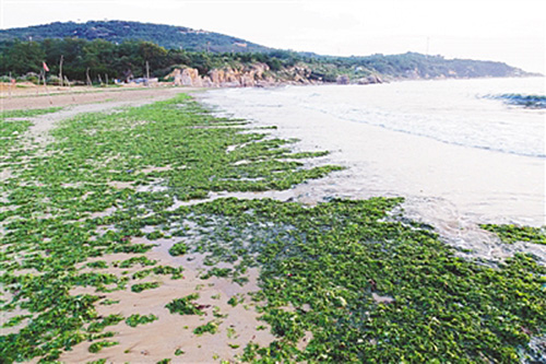 青岛连三岛海滨大量石莼涌上海岸 海滩成绿毯