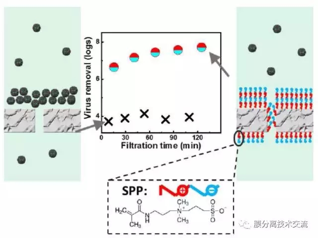 接枝改性提高超滤膜的病毒去除能力
