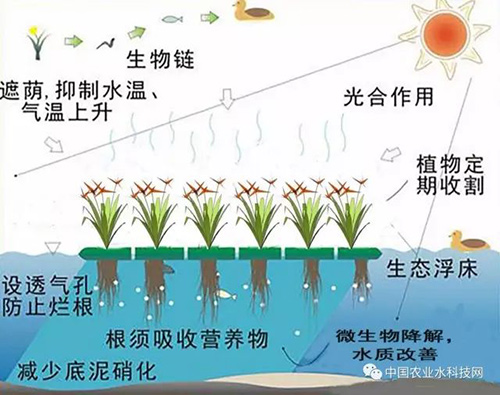 技术分享：黑臭河道生态修复技术