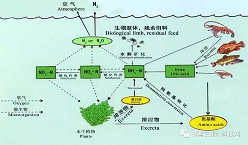 技术分享：黑臭河道生态修复技术