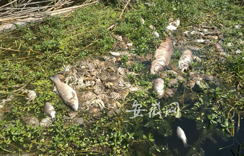 五河沱湖鱼蟹大范围死亡 当地环保部门：与上游水污染有关