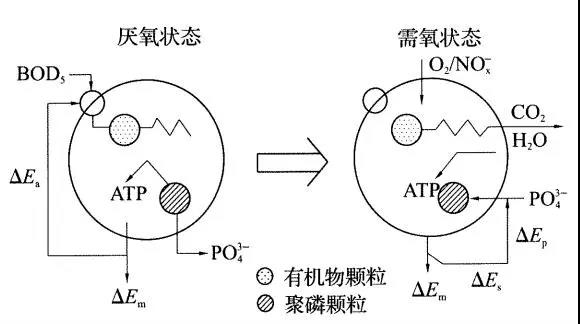 含磷废水的微生物除磷过程原理