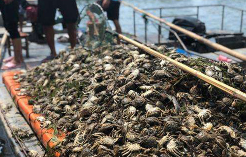 污水过境 江苏洪泽湖2万亩螃蟹几乎死绝