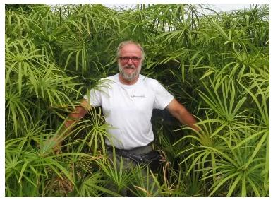 细数植物在人工湿地污水处理中的作用