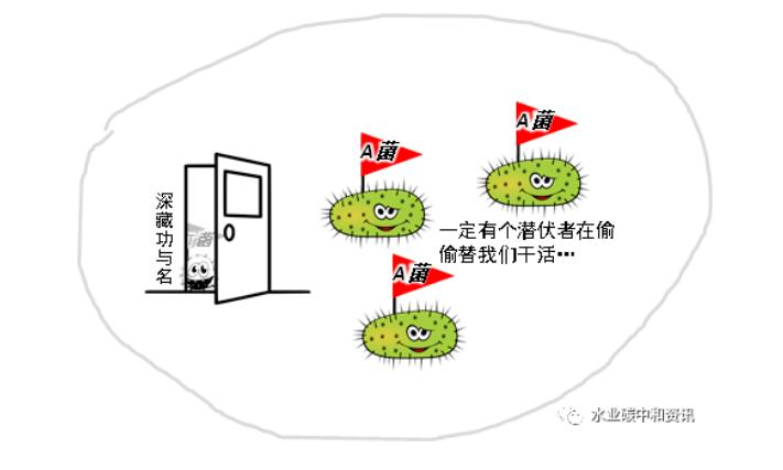 研究综述 | 生物除磷：T菌作用大于A菌？