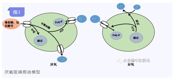 研究综述 | 生物除磷：T菌作用大于A菌？