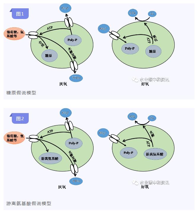 研究综述 | 生物除磷：T菌作用大于A菌？