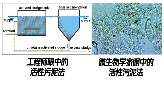 香港污水厂9年跟踪发现：万变的菌 不变的出水