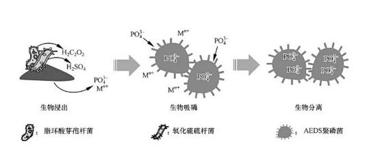 资源回收 | 污泥焚烧灰分：磷回收简单而有效位点