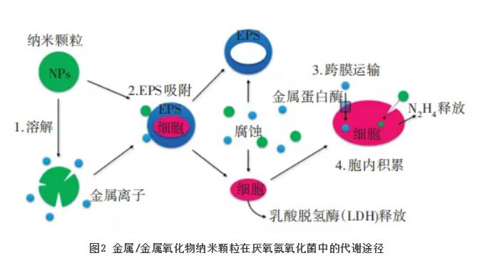 纳米材料对厌氧氨氧化工艺的影响研究进展