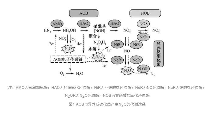 厌氧氨氧化—城市主流污水处理工艺的前世今生