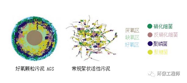 什么是好氧颗粒污泥（AGS）？