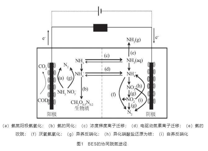 生物电化学系统废水脱氮机理及影响研究进展