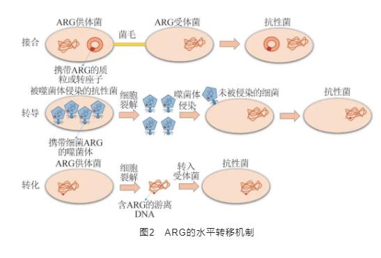 制药废水处理系统中抗生素抗性基因的研究进展