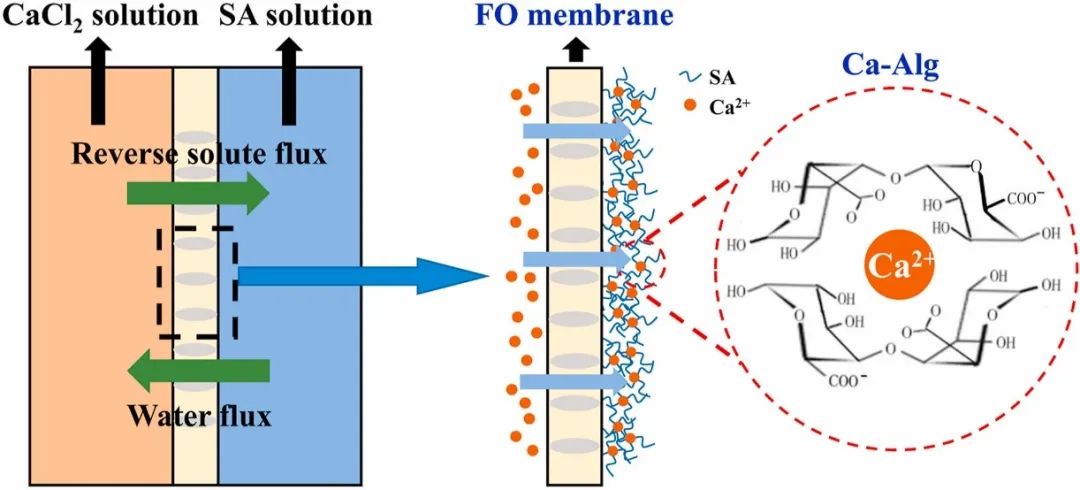 原创研究 | 反向溶质扩散助力正渗透浓缩藻酸盐