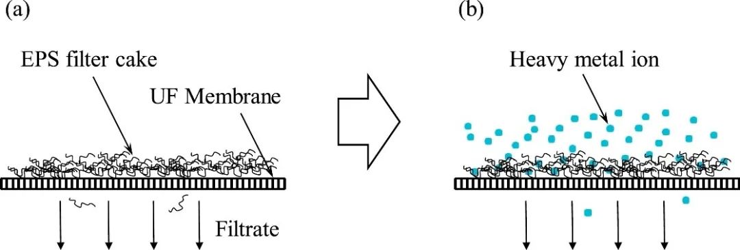 胞外聚合物回收与重金属离子去除耦合的超滤技术