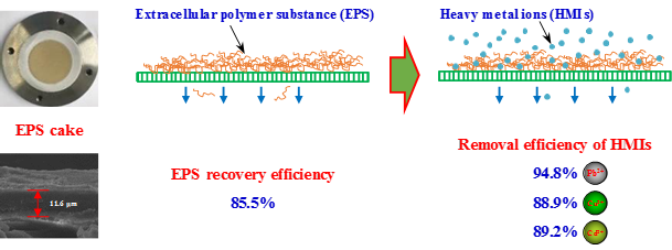 胞外聚合物回收与重金属离子去除耦合的超滤技术