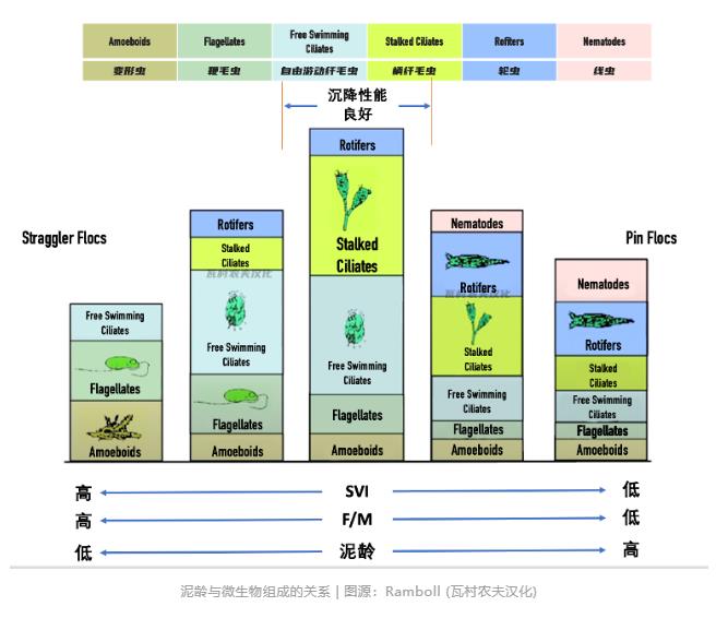 当显微镜遇上人工智能 污水处理界的小蓝海？