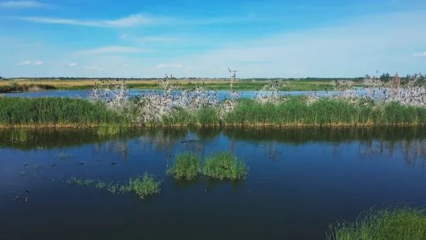 新疆玛纳斯：启动生态补水 为湿地“解渴”