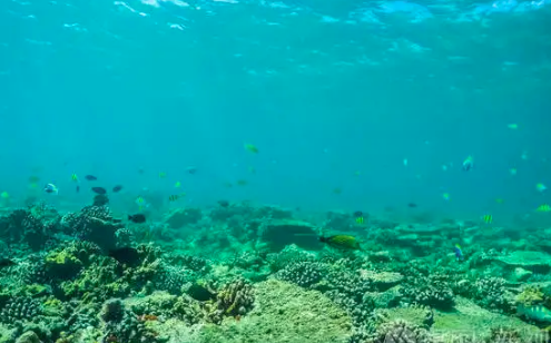 生态环境部发布《海洋生物水质基准推导技术指南（试行）》（HJ1260—2022）