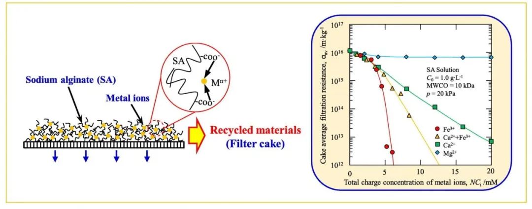 超滤回收藻酸盐：高价金属离子缓解膜污染与回收物特性
