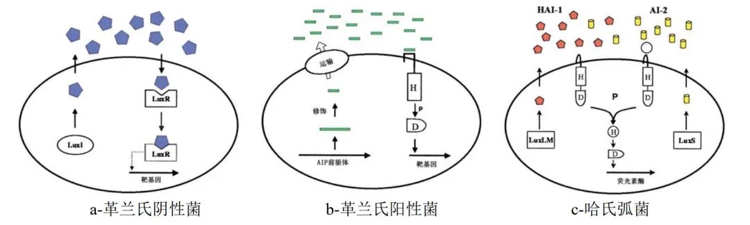 基于群体感应的水处理膜生物污染控制研究进展