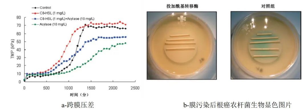 基于群体感应的水处理膜生物污染控制研究进展