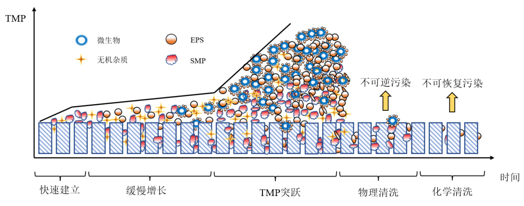 中国人民大学王洪臣教授团队：厌氧膜生物反应器处理市政污水研究进展