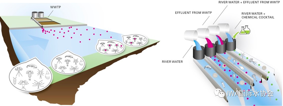 瑞士十年研究：污水处理与排放河流中生物膜微污染物耐受性的关系