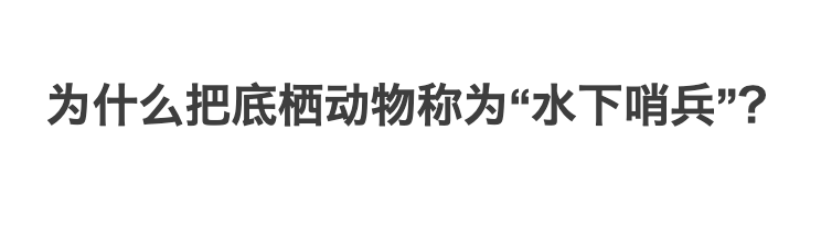 水生态监测为何要采样大型底栖无脊椎动物和浮游动物？