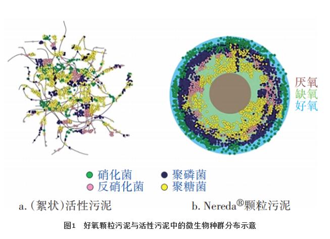 Nereda好氧颗粒污泥工艺的脱氮除磷性能及工程实例