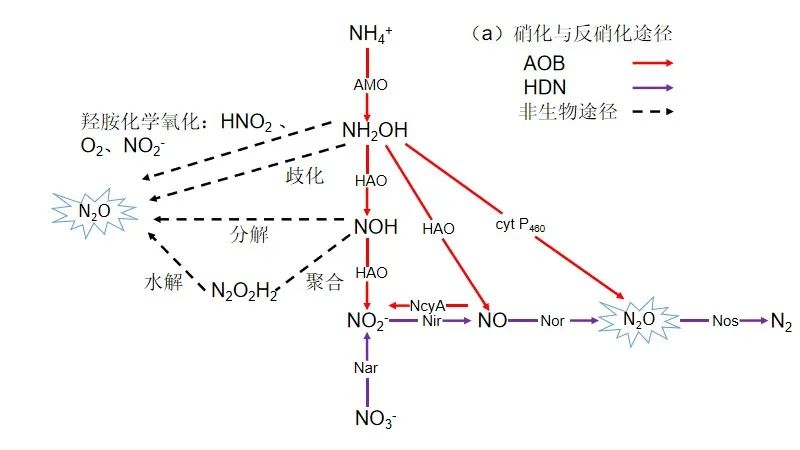 污水处理过程N2O排放：过程机制与控制策略