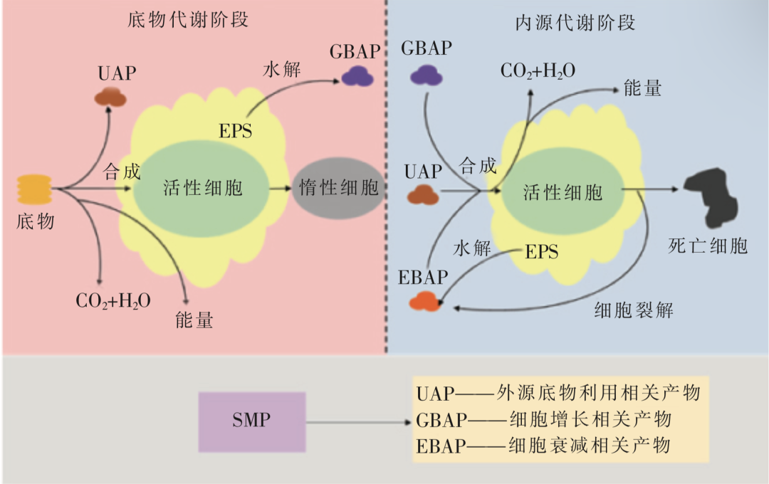 出水中内源代谢有机物产生与影响