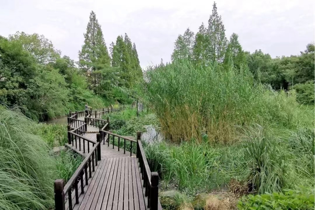 上海徐汇：繁华都市间 湿地近自然