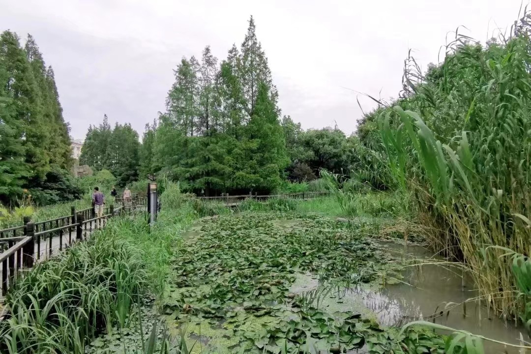 上海徐汇：繁华都市间 湿地近自然