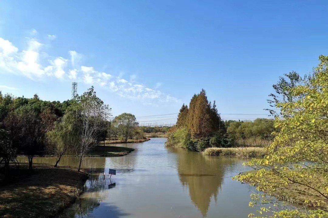 上海徐汇：繁华都市间 湿地近自然