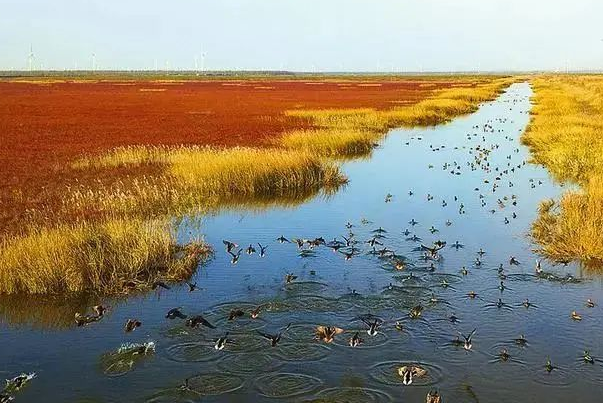 拟修复滨海湿地2000公顷 《浙江省海洋碳汇能力提升指导意见》印发 